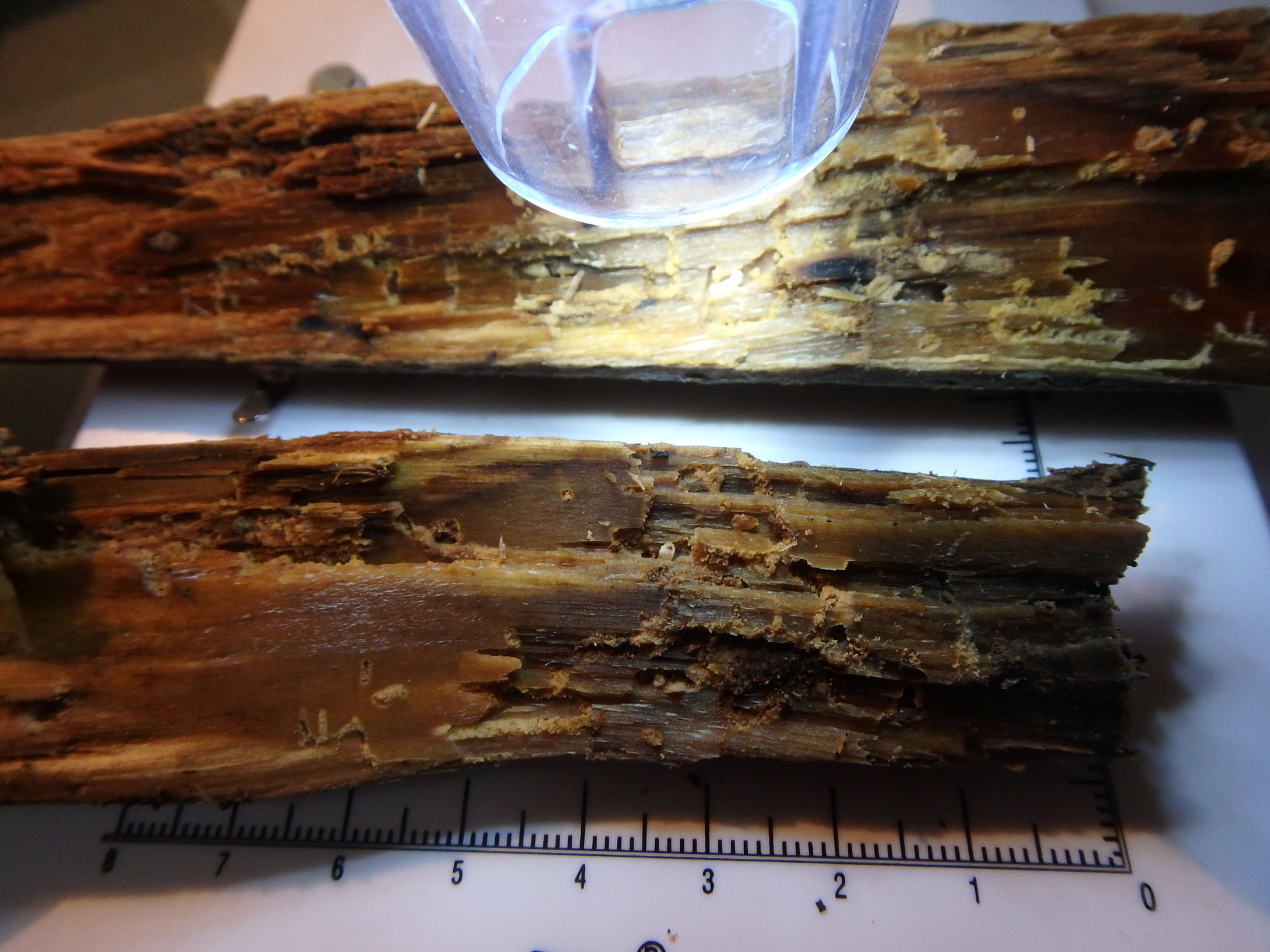 Zwaar aangetast stuk hout uit een dakoverstek met vraatgangen en boormeel, naast een liniaal — beeld bij houtworm en houtaantasting