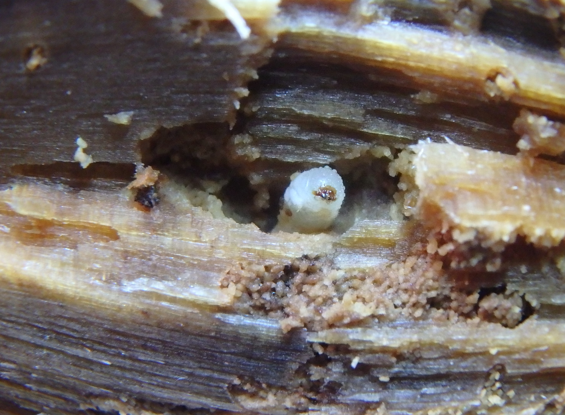 Close-up van een houtwormlarve in een uitgevreten gang met vers boormeel — beeld bij actieve houtaantasting