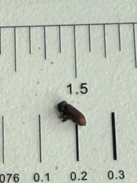 Houtwormkever ware grootte