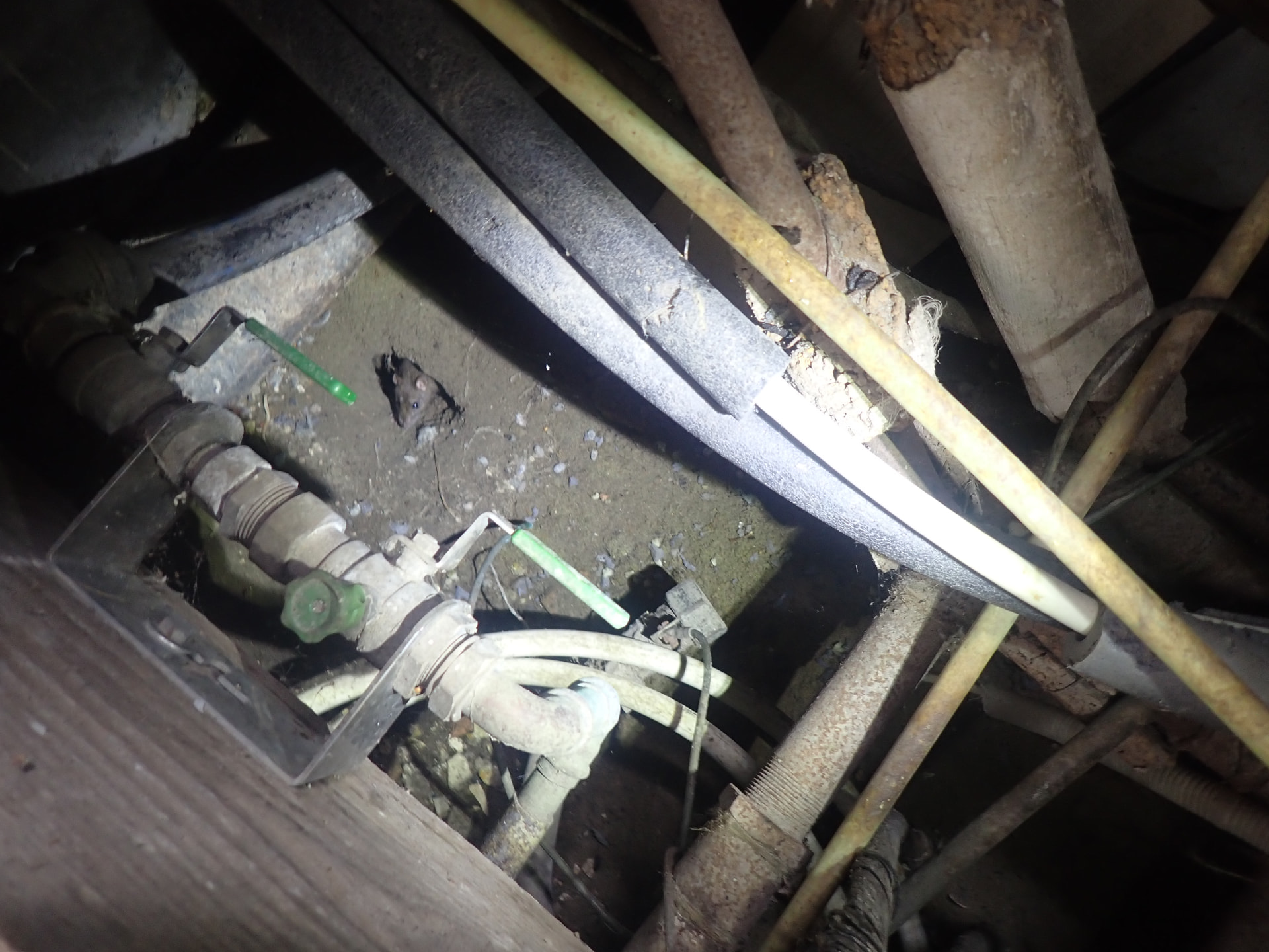 Rat in een kruipruimte tussen leidingwerk en bodem — signalering van ongedierte