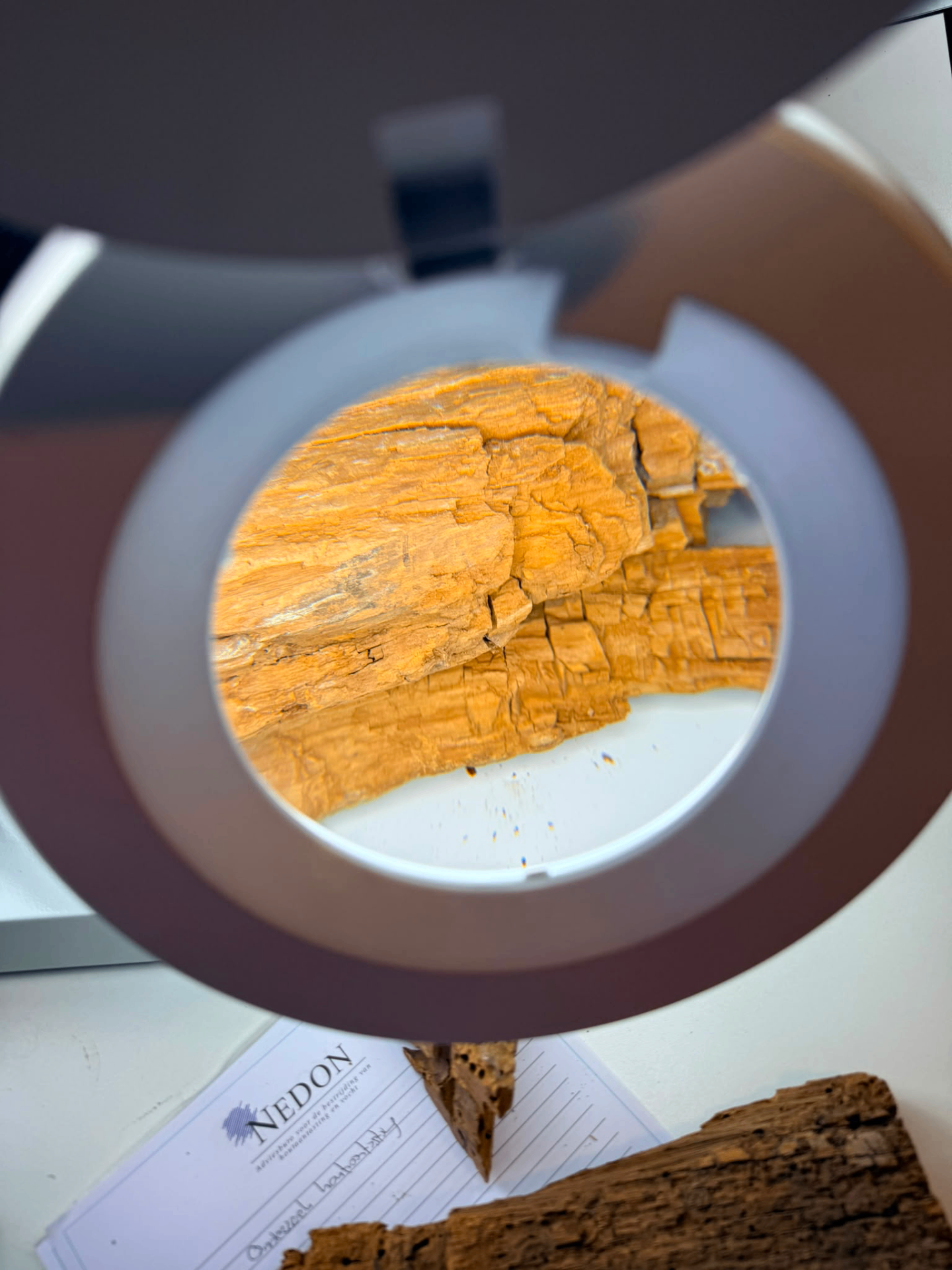 Loep en detailbeoordeling van hout, aantasting en bouwopbouw.