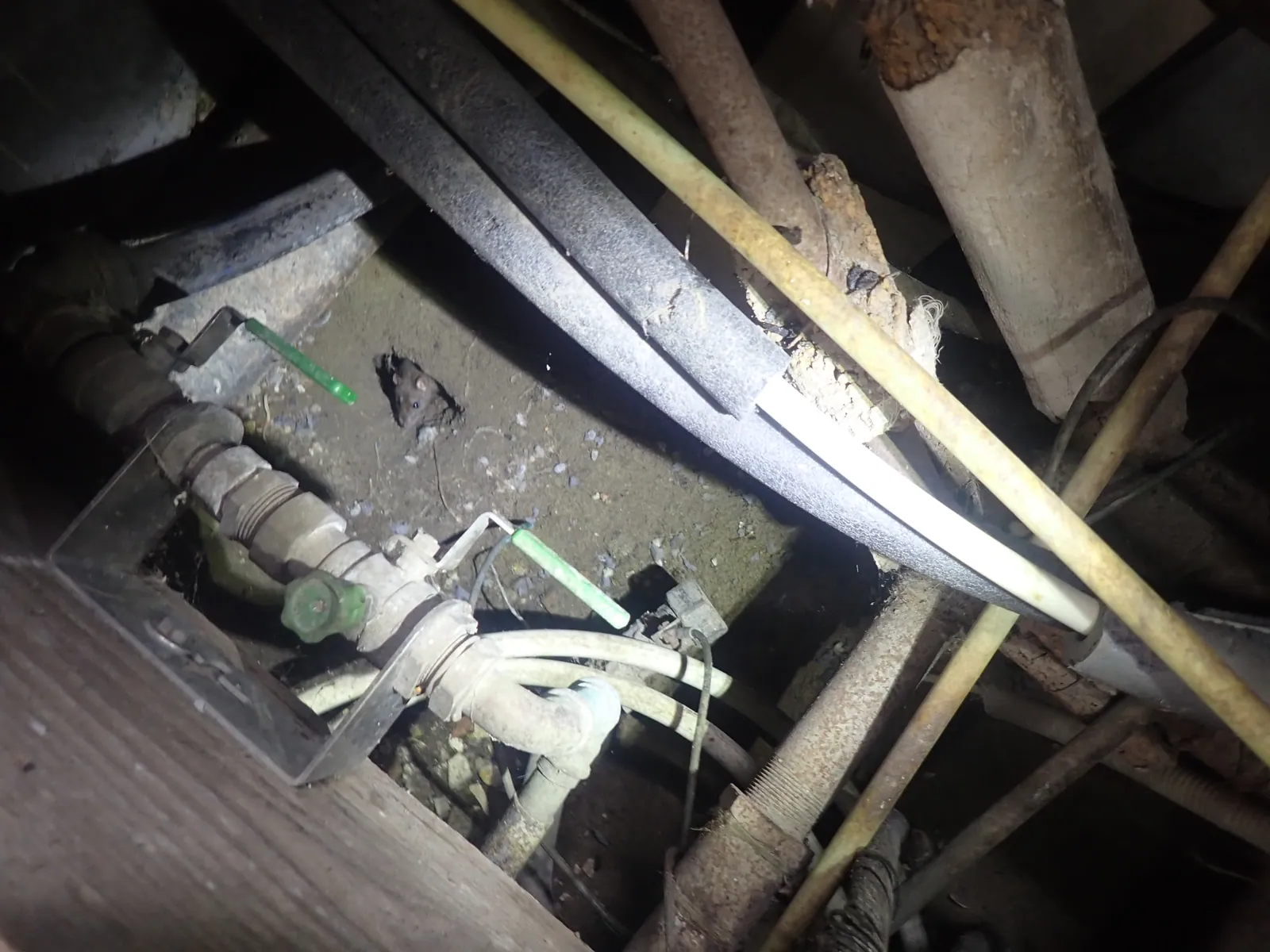 Rat in een kruipruimte tussen leidingwerk en bodem — signalering van ongedierte